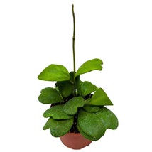 Hoya Kerrii Heart On the Vine, 6 inch pot, All Green Non-Variegated Very long Sw - £55.68 GBP