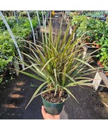 Dracaena Bicolor Cane | 6in pot | Dracaena marginata | Dracaena Bicolor ... - $32.95 CAD