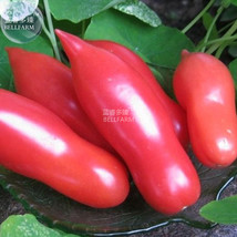 100 Seeds Pink &#39;Balloon&#39; Tomato Organic Garden USA Shipping - £6.76 GBP