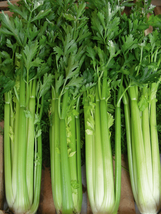 Celery Tall Utah 200 Vegetable Seeds - $7.98