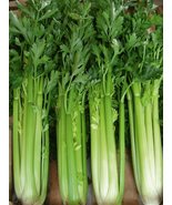 Celery Tall Utah 200 Vegetable Seeds - $7.98