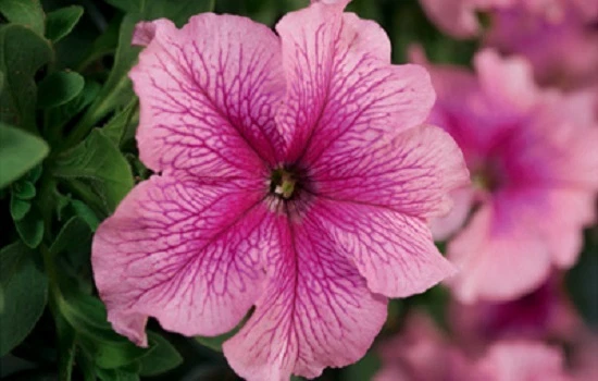 Petunia Seeds 50 Pelleted Seeds Tritunia Pink Veined Pelleted Petunia Seeds - $18.10