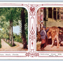 Palm Beach Florida Key West Dairy Cows Vintage Postcard - £10.94 GBP