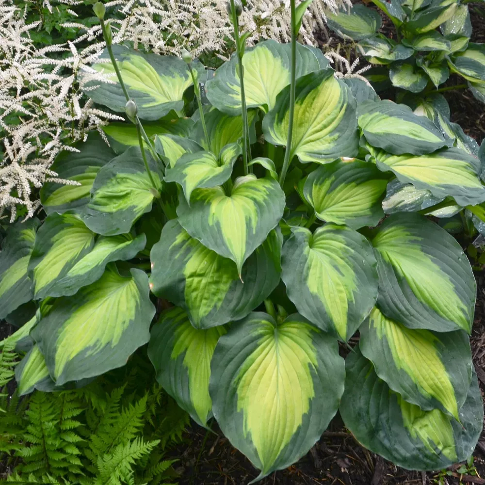 Hosta Beyond Glory 5.25 Inch Pot Well Rooted Unusual Colorful - £27.53 GBP