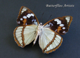 Seafoam Blue Mimathyma Schrenckii Real Butterfly Framed Entomology Shadowbox  - £42.71 GBP