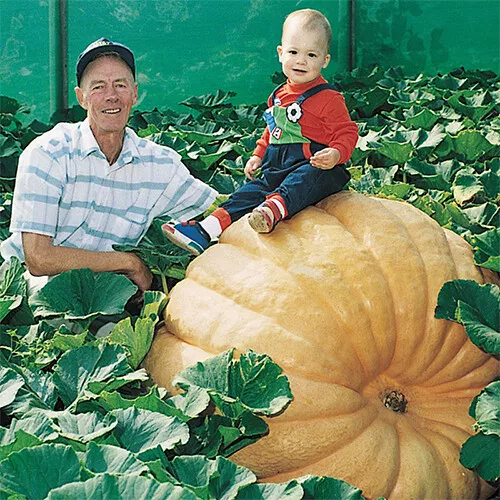 Dill&#39;S Atlantic Giant Pumpkin Seeds 5 Seeds Non Gmo 1074 Fresh Garden Beautiful - £7.85 GBP