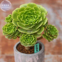 10 Pieces Aeonium Aureum Seeds Green Rose Buds Succulents - $17.99