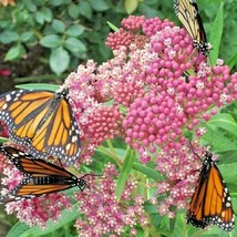 Best 25 Swamp Milkweed Seeds Asclepias Incarnata - $11.10