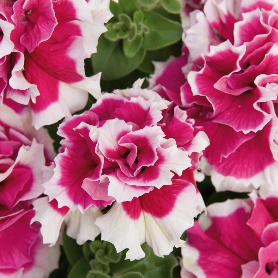 50 Double Pink White Petunia Seeds Flowers Seed - £9.47 GBP