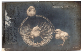 RPPC Postcard Holding the Fort Chicks in a Basket Rotograph  B1684 1907 - £9.40 GBP