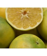 California only!! Cocktail Grapefruit Semi-Dwarf Tree, 24-36&quot; tall, graf... - €159,37 EUR