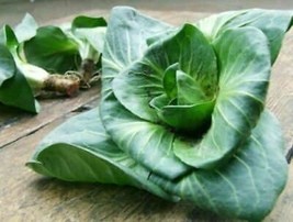 Chicory Grumolo Verde - 100+ seeds - L 155 - £2.14 GBP