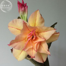 Heirloom Cheng Wang Adenium Desert rose 2 Seeds 3 layer golden petals wirh red s - £7.85 GBP