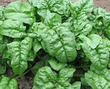 1 Oz Giant Nobel Spinach Seeds Organic Spring Fall Vegetable Garden Cont... - $16.00