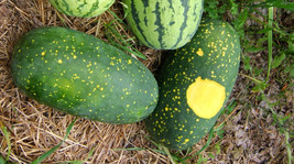 50+ Moon and Stars Watermelon Seeds for Garden Planting  - £6.89 GBP