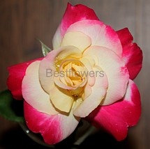 Dark Pink and White Rose - 8x10 Unframed Photograph - $323.54 MXN