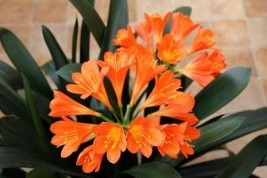 Medium Flower Real Bowl clivia pots Garden, 1 SEEDS D - $12.35