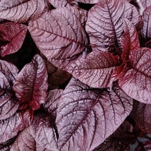 Midnight Red Amaranth Seeds Fresh Garden - £5.03 GBP