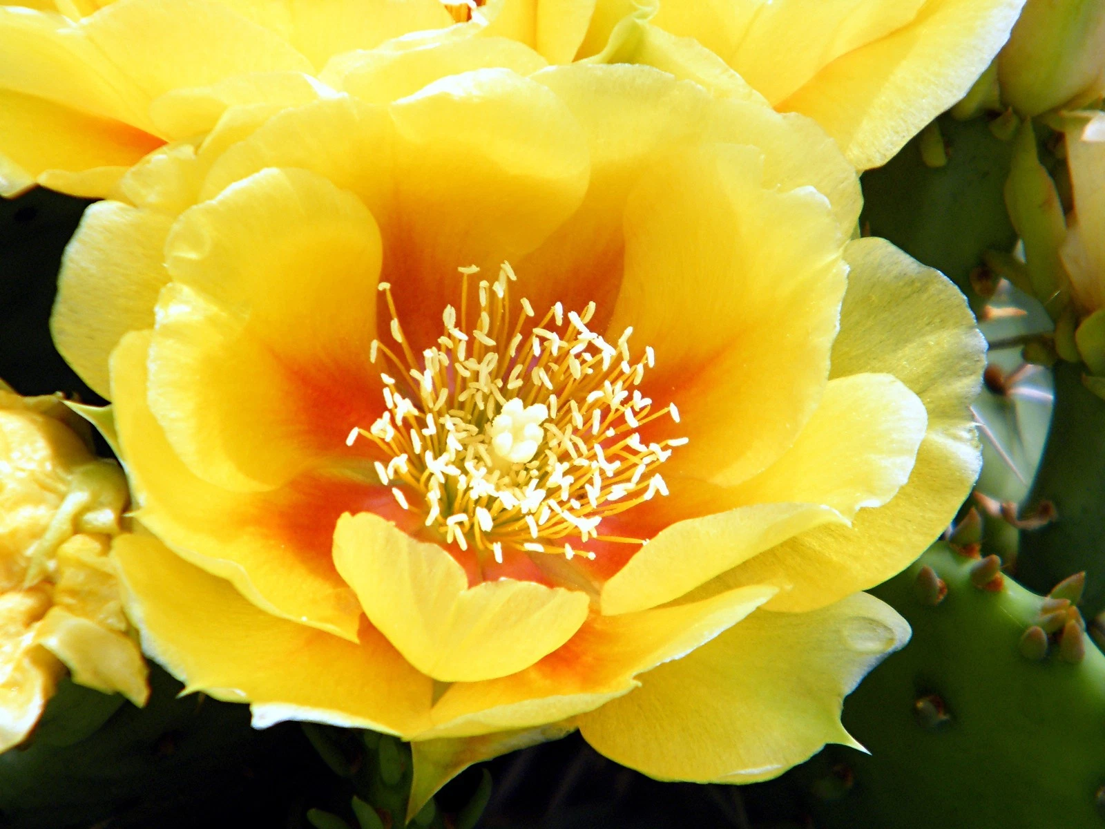 Opuntia sanguinicola PRICKLY PEAR Hardy Cactus SEEDS! - $11.97