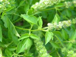 160k Seeds Lemon Basil Seeds Lao Basil Manglak NON-GMO - $99.98