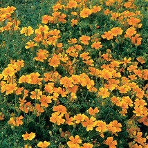 25 Tangerine Gem Marigold Seeds Planting Fast US Shipping - $10.96