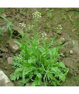 Common Shepherd&#39;s Purse - Capsella bursa-pastoris - 1000 seeds (E 009) - £3.13 GBP