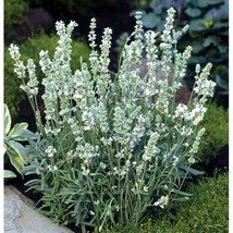 Mpb#10 Lavender Seeds Lavandula Ellagance Snow 50 Seeds ( Perennial ) Fresh Gard - $24.75