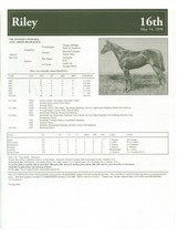 1890 - RILEY - Kentucky Derby Race Chart, Pedigree &amp; Career Highlights - £15.56 GBP