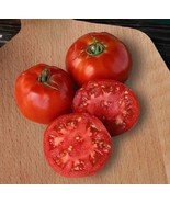50 Seeds Supersonic Tomato Vegetable Edible Canning Fresh Gardening Beau... - $12.49