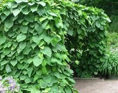 Dutchmans Pipe Vine Seeds Aristolochia durior 15 Seeds New Fresh Garden - $14.98