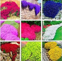 100 pcs Creeping Thyme Seeds - Mixed 9 Colors FRESH SEEDS - £6.67 GBP