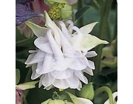 PowerOn 25+ Aquilegia Grannys Lace Bonnets Flower Seeds / Perennial / Co... - £5.84 GBP