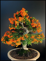 BONSAI Hippophae Rhamnoides Sea Buckthorn Shrub edible berries seed 100 ... - $9.89