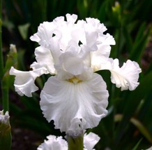 USA Seller 20 Seeds Heirloom Iris Seeds Fragrant Flower Plant - £7.40 GBP