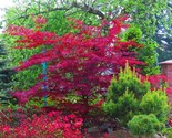 LKS Amur Maple Tree Seeds 30 Seeds Acer Tataricum Ginnala Home Garden - $21.84