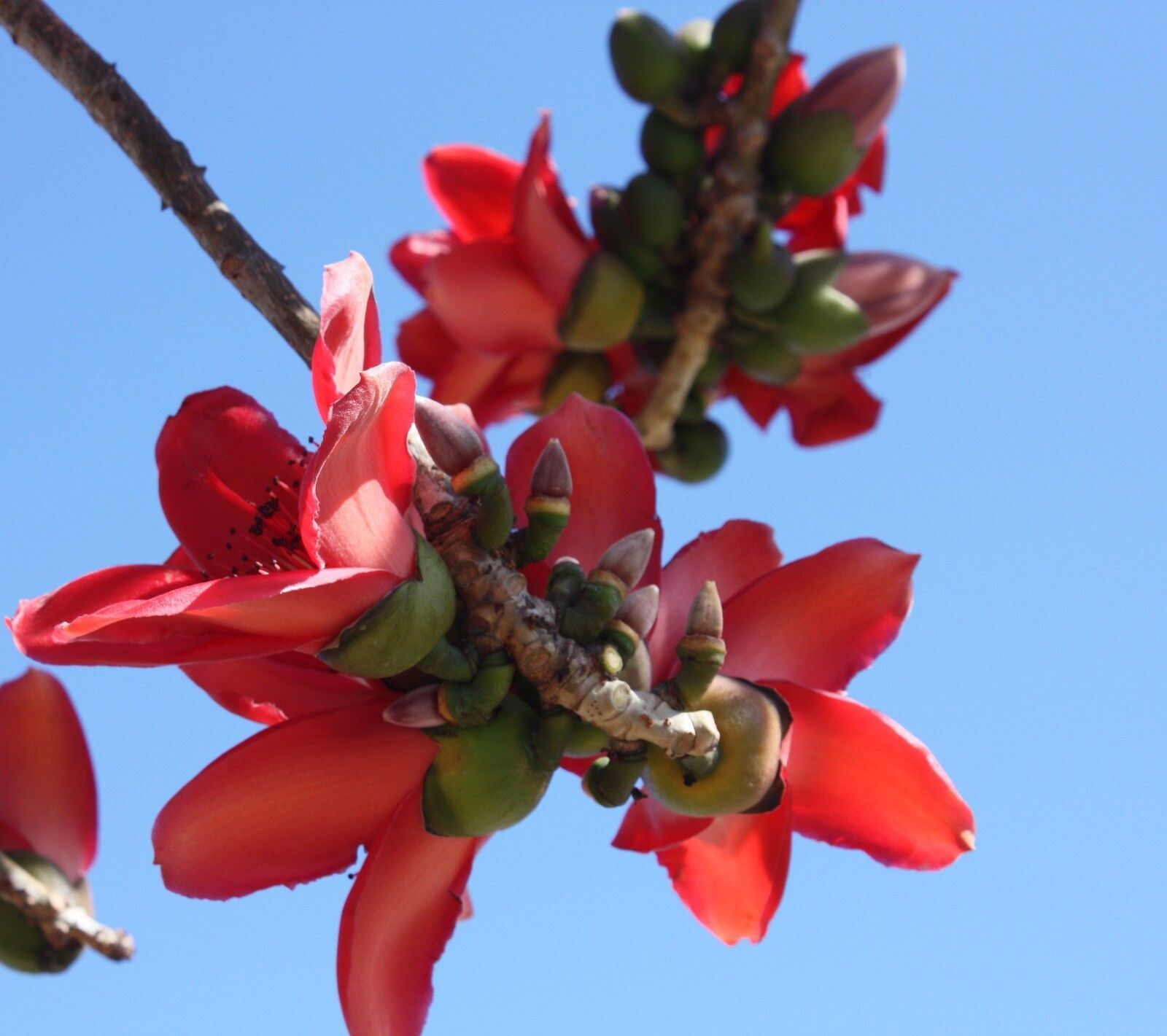 Bombax Ceiba Red Cotton Tree 5 seeds Fresh Gardening - $17.96