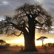 10 African Baobab Seeds Adansonia Digitata African Millennial Tree 10 Seeds Fres - £18.72 GBP