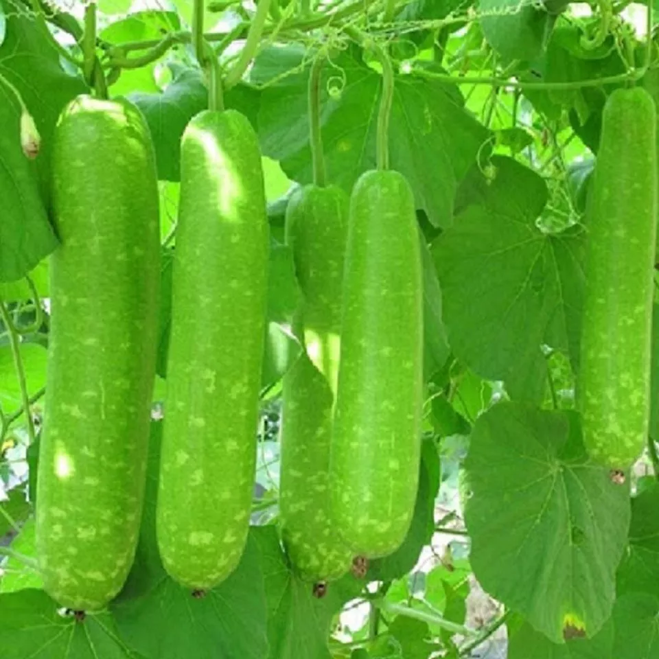 PSStore 10 Long Bottle Gourd Stars F1 Viet Nam Bau Sao Lai F1 Vegetable ... - $13.22 CAD