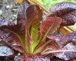 Cimmaron Romaine Non Gmo Heirloom 8 50 Seeds - $8.99