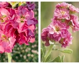 200 Seeds Matthiola incana StoX Antique Rose Pink Garden - £39.02 GBP