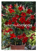 200  pcs Rare Climbing Plants Jasmine Bonsai Amazing Smell &amp; Beautiful Flowers P - £6.35 GBP