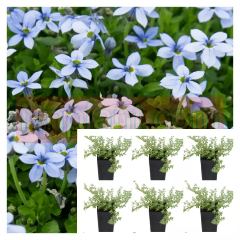 Isotoma Blue Star Creeper Plant 6Pacs Of 2Inches Pot Fluviatilis Live Pl... - $42.97