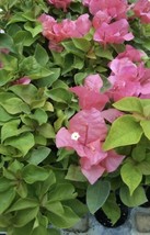 Sundown orange Bougainvillea In A 6” pot Around 8” Tall - £15.80 GBP