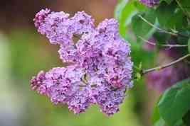 Lilac bushes growing tips 2132722 07 99d94bcb495646b38aac142839564f15 thumb200