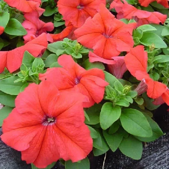 50 Pelleted Petunia Seeds Ultra Red Petunia Fresh - £9.41 GBP