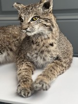 BOBCAT TAXIDERMY , Collectible,Log Cabin Decor,Outdoors,Hunting - $750.00
