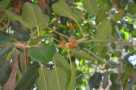 Shipped From Us 200 Ficus Benghalensis Indian Banyan Fig Seed, BR07 - £31.80 GBP