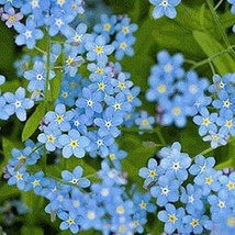 New Fresh Seeds Chinese Forget Me Not Seeds 200 Asian Wildflower Blue Annual Fas - $4.20