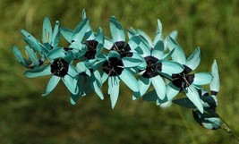 Ixia Viridiflora, 1 Seed - £14.08 GBP