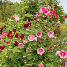 Mix Hollyhock Flowers Perennial Althaea Rosea Alcea Rosea - 40 Seeds - £4.74 GBP